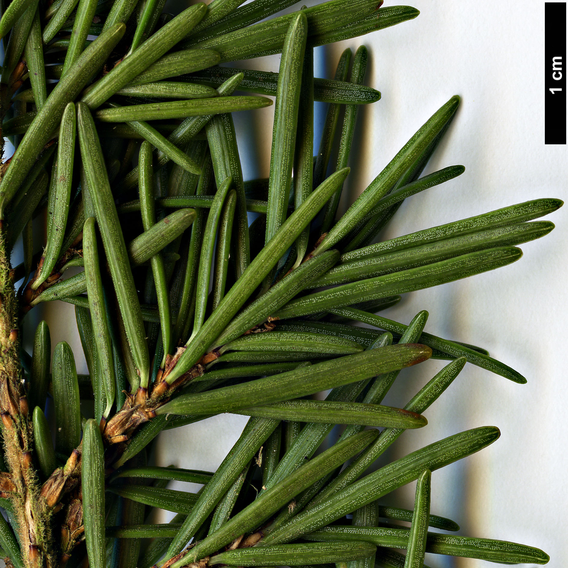 High resolution image: Family: Pinaceae - Genus: Tsuga - Taxon: mertensiana - SpeciesSub: var. jeffreyi High resolution image: Family: Pinaceae - Genus: Tsuga - Taxon: mertensiana - SpeciesSub: var. jeffreyi